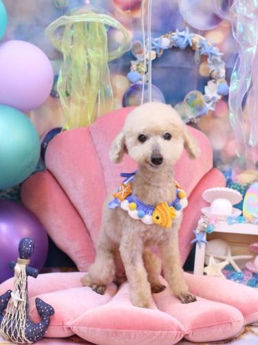 20240806あくびちゃん